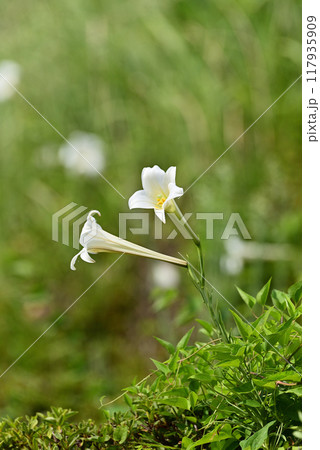 タカサゴユリ タカサゴユリ 117935909