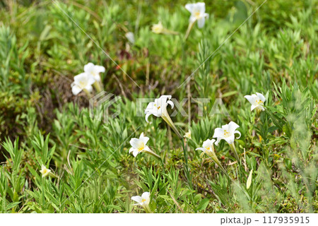 タカサゴユリ タカサゴユリ 117935915