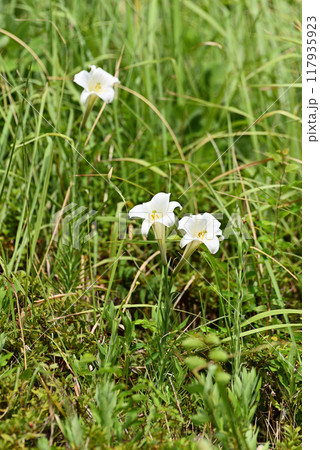 タカサゴユリ 117935923