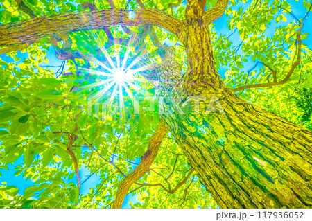 日本の横浜都市景観 青空…太陽光が差し込むクスノキ。希望の光…。花言葉は芳香＝20日、横浜市内 117936052