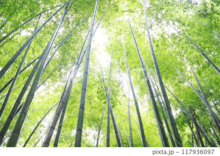 竹林を見上げる 117936097