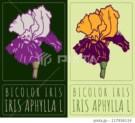 Vector drawing BICOLOR IRIS. Hand drawn illustration. Latin name is IRIS APHYLLA L Vector drawing BICOLOR IRIS. Hand drawn illustration. Latin name is IRIS APHYLLA L 117936114