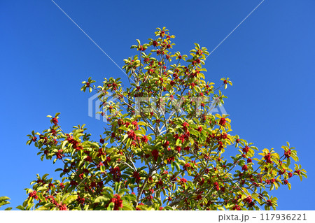 クロガネモチ（Round Leaf Holly／縁起物にも） 117936221