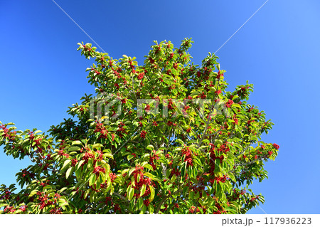 クロガネモチ(Round Leaf Holly/縁起物にも) クロガネモチ(Round Leaf Holly/縁起物にも) 117936223