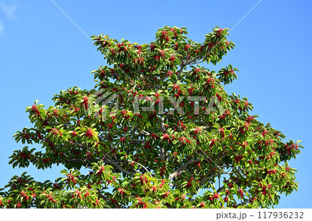 クロガネモチ(Round Leaf Holly/縁起物にも) クロガネモチ(Round Leaf Holly/縁起物にも) 117936232