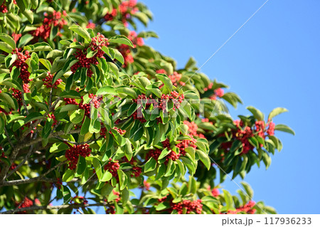 クロガネモチ(Round Leaf Holly/縁起物にも) クロガネモチ(Round Leaf Holly/縁起物にも) 117936233