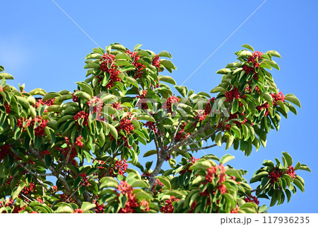 クロガネモチ(Round Leaf Holly/縁起物にも) クロガネモチ(Round Leaf Holly/縁起物にも) 117936235