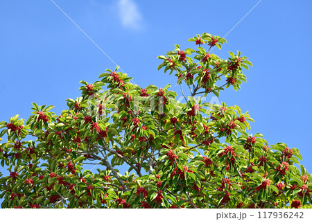 クロガネモチ(Round Leaf Holly/縁起物にも) クロガネモチ(Round Leaf Holly/縁起物にも) 117936242