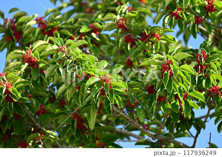 クロガネモチ(Round Leaf Holly/縁起物にも) クロガネモチ(Round Leaf Holly/縁起物にも) 117936249