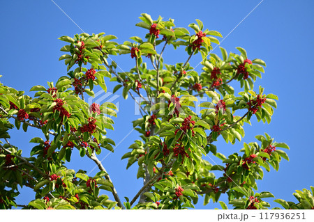 クロガネモチ(Round Leaf Holly/縁起物にも) クロガネモチ(Round Leaf Holly/縁起物にも) 117936251