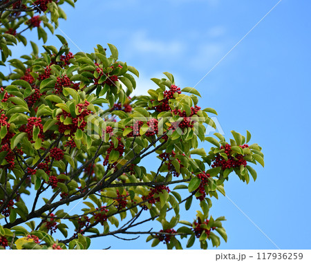 クロガネモチ(Round Leaf Holly/縁起物にも) クロガネモチ(Round Leaf Holly/縁起物にも) 117936259