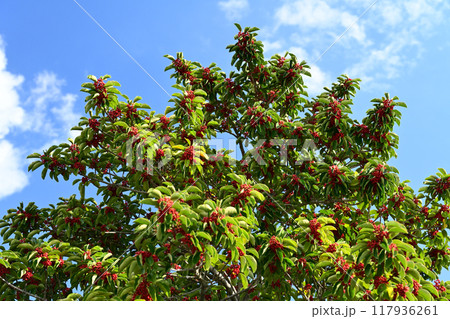 クロガネモチ(Round Leaf Holly/縁起物にも) クロガネモチ(Round Leaf Holly/縁起物にも) 117936261
