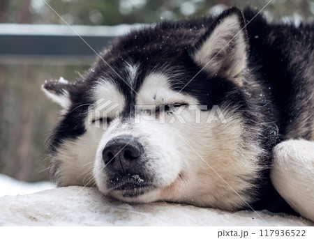 Siberian Husky resting peacefully on snow-covered surface in a serene winter landscape during daylight hours 117936522