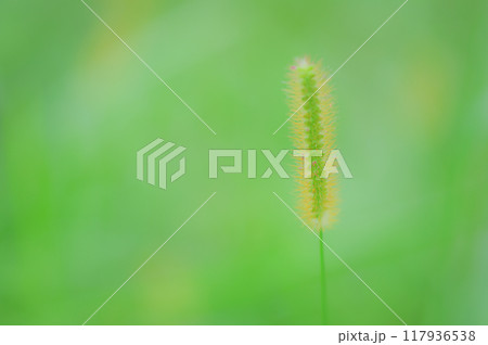 自然が描くシンプルな風景:キンエノコロ 自然が描くシンプルな風景:キンエノコロ 117936538