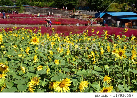 松田町　まつだコキアの里（西平畑公園）の満開ヒマワリとコキア 117936587