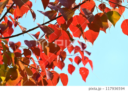 紅葉(ナンキンハゼ/なんきんはぜ/南京櫨) 紅葉(ナンキンハゼ/なんきんはぜ/南京櫨) 117936594