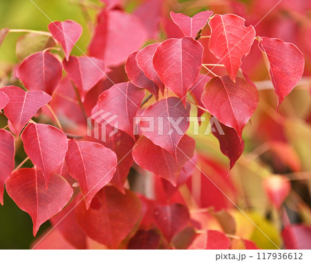 紅葉（ナンキンハゼ／なんきんはぜ／南京櫨） 117936612