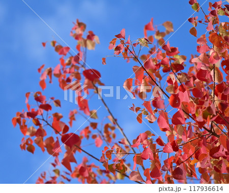 紅葉(ナンキンハゼ/なんきんはぜ/南京櫨) 紅葉(ナンキンハゼ/なんきんはぜ/南京櫨) 117936614