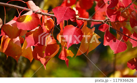 紅葉（ナンキンハゼ／なんきんはぜ／南京櫨） 117936626