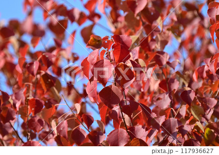 紅葉(ナンキンハゼ/なんきんはぜ/南京櫨) 紅葉(ナンキンハゼ/なんきんはぜ/南京櫨) 117936627