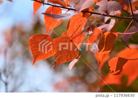 紅葉(ナンキンハゼ/なんきんはぜ/南京櫨) 紅葉(ナンキンハゼ/なんきんはぜ/南京櫨) 117936630
