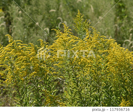 セイタカアワダチソウ (Golden rod) 117936716
