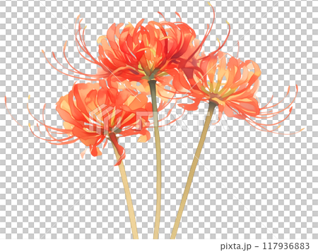 三花紅蜘蛛百合的背景透明插圖 117936883