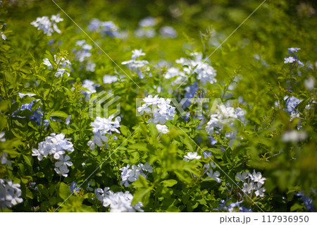 南国の小さな白色の花 南国の小さな白色の花 117936950