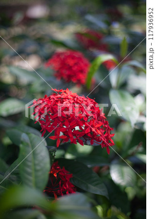 南国の赤色の花 南国の赤色の花 117936952