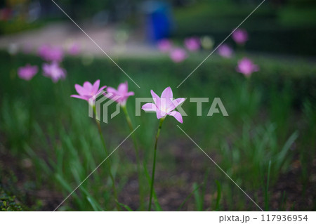 南国の小さなピンク色の花 117936954