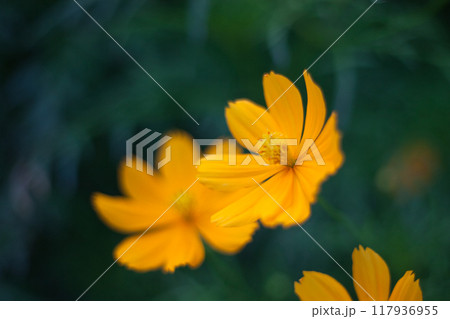 南国の小さな黄色の花 117936955