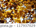空を埋め尽くすイチョウ 117937029