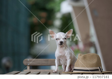 Beautiful portrait of a small white chihuahua dog with a little depth of field, sitting on a table next to a summer hat. 117937181