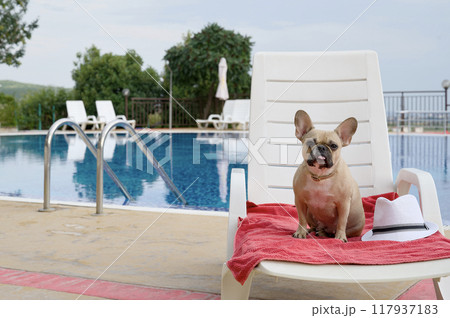 Adorable bulldog dog relaxing by a large pool, sitting on a lounge chair with a stylish summer hat next to him. 117937183