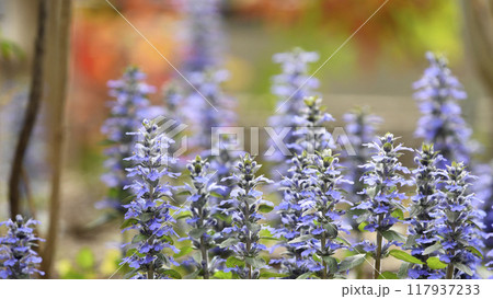 夕陽に染まるアジュガレプタンス（ fix撮影 ） 117937233