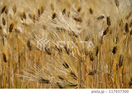 金色の穂 金色の穂 117937300