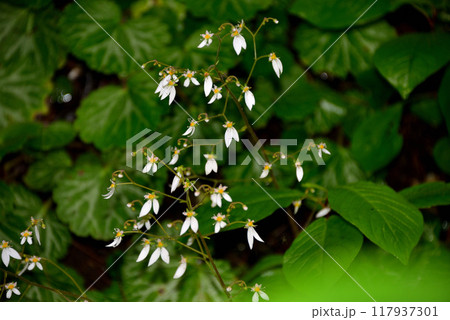 ユキノシタ(雪の下) ユキノシタ(雪の下) 117937301