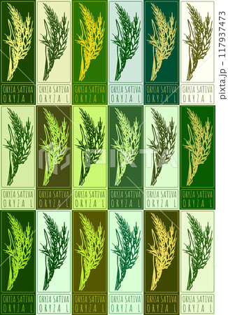 Set of vector drawing ORYZA SATIVA in various colors. Hand drawn illustration. Latin name is ORYZA L Set of vector drawing ORYZA SATIVA in various colors. Hand drawn illustration. Latin name is ORYZA L 117937473
