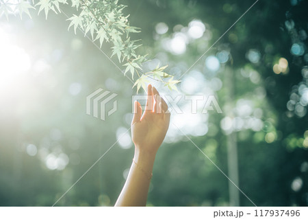 緑の透き通った紅葉に手を伸ばす 117937496