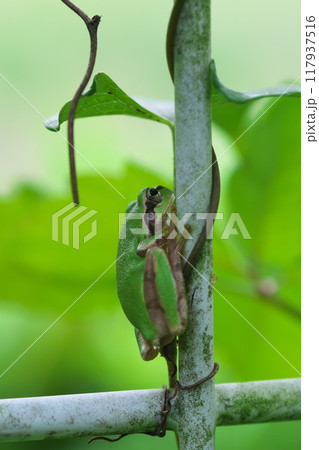 蔓が絡まる公園のフェンスに登るアマガエル 117937516