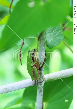蔓が絡まる公園のフェンスに登るアマガエル 117937517