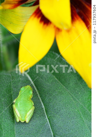 ルドベキアの花を愛でているようなアマガエル 117937604