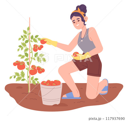Woman pick tomatoes from garden bush color illustration 117937690