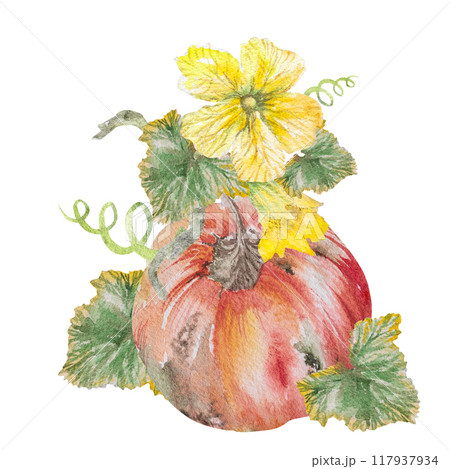 Orange cute pumpkin with flower, autumn set of elements. Watercolor illustration of pumpkin, hand drawn. Autumn card with pumpkin Orange cute pumpkin with flower, autumn set of elements. Watercolor illustration of pumpkin, hand drawn. Autumn card with pumpkin 117937934