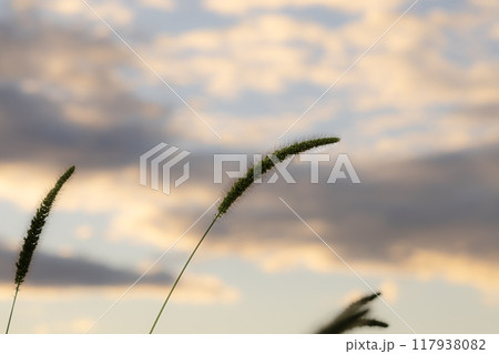 夕日に照らされるエノコログサ 117938082