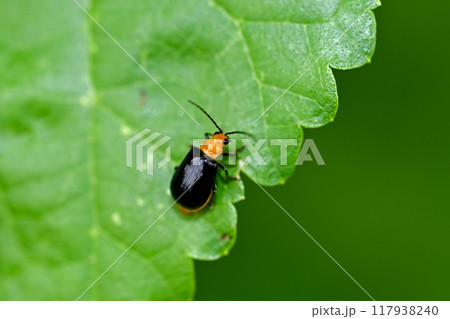 クロウリハムシ クロウリハムシ 117938240