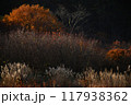 紅葉の絨毯とススキの風景、紅葉の美しさ 117938362