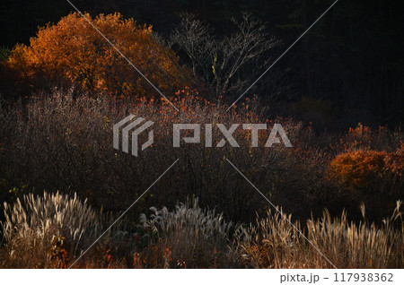 紅葉の絨毯とススキの風景、紅葉の美しさ 紅葉の絨毯とススキの風景、紅葉の美しさ 117938362