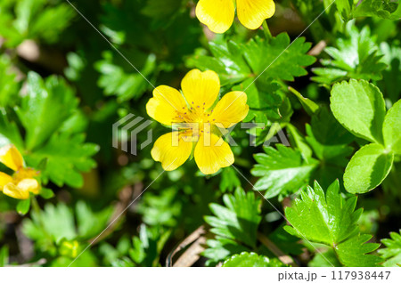 ミヤマキンバイ 117938447