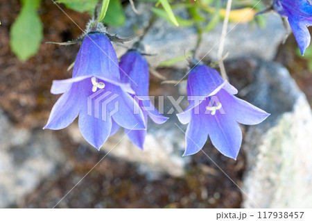 イワギキョウ 117938457